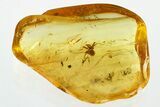 Detailed Fossil Spider (Araneae) In Baltic Amber #330643-1